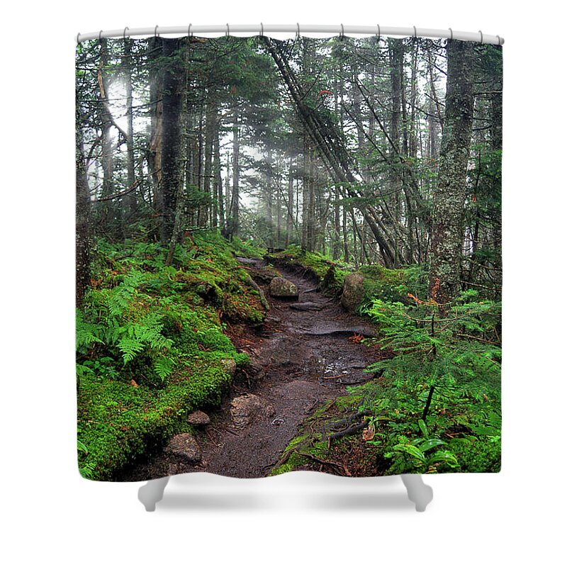 Tranquility Shower Curtain featuring the photograph Sunlit Trail On Giant Mountain by Brett Maurer
