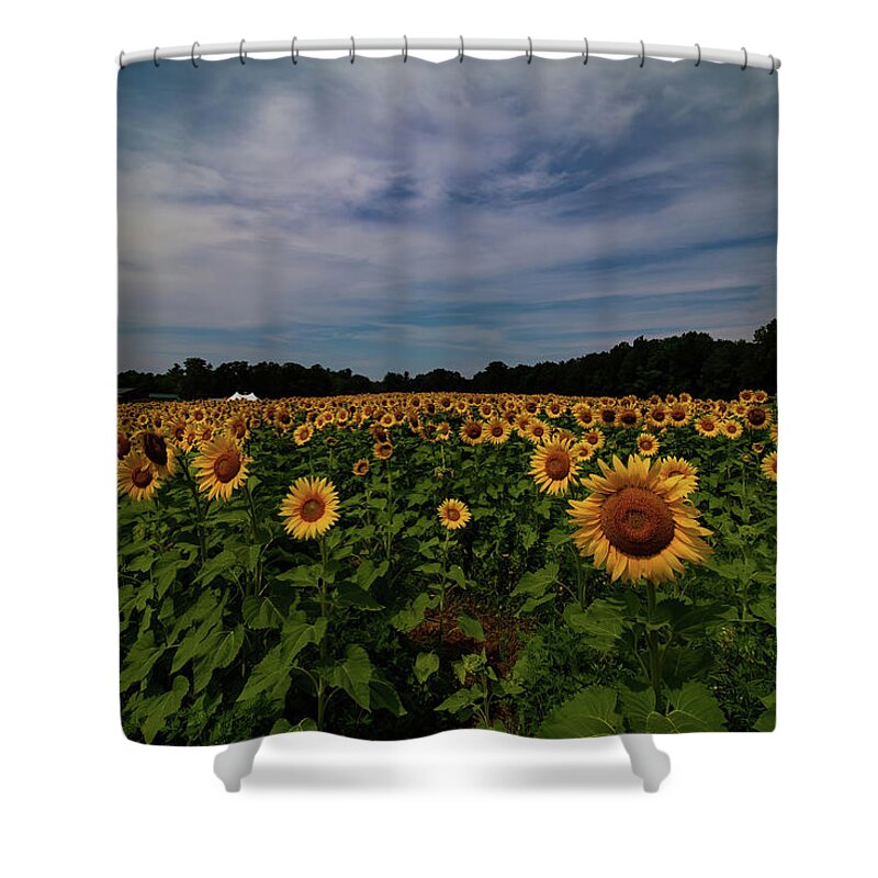 Sunflowers Shower Curtain featuring the photograph Sunny Faces in New Hampshire by Jeff Folger