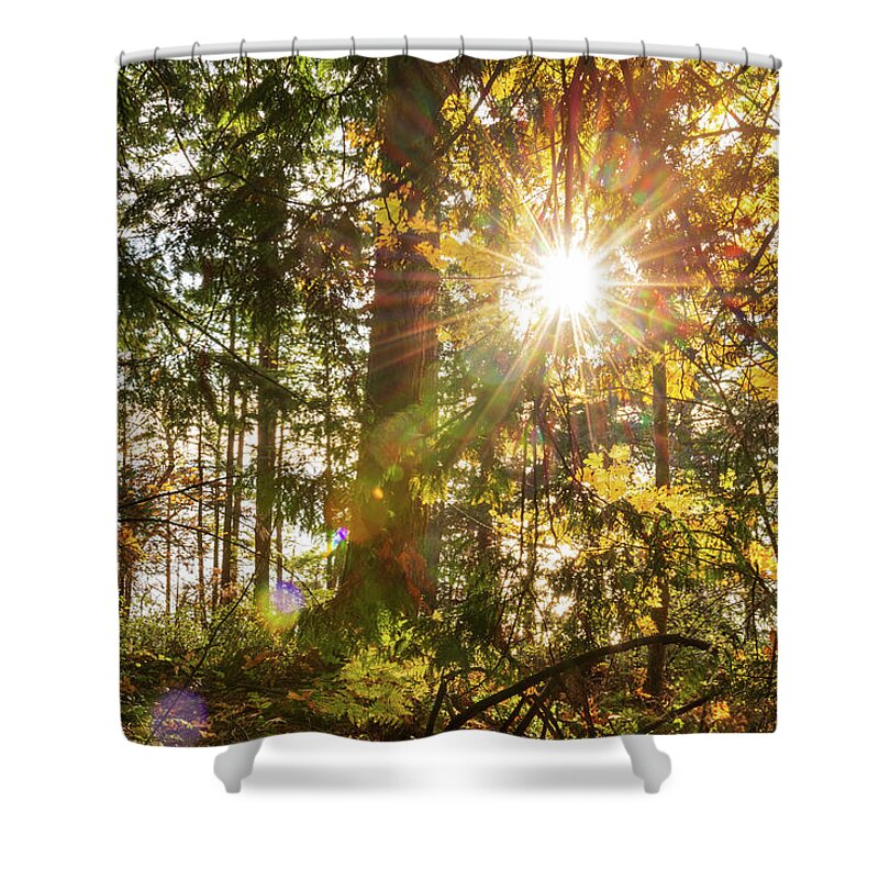 Fall; Autumn; Color; Trees; Forest; Sun; Ray Of Sunshine; Trail; Chuckanut Drive; Washington; Pnw; Pacific North West Shower Curtain featuring the digital art Sunshine at Whatcom County by Michael Lee