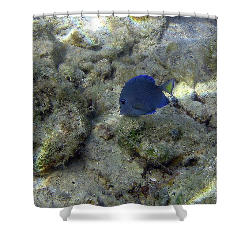 St Thomas Eye Catching Fish While Snorkeling Shower Curtain featuring the photograph St. Thomas Eye Catching Fish While Snorkeling by Barbra Telfer