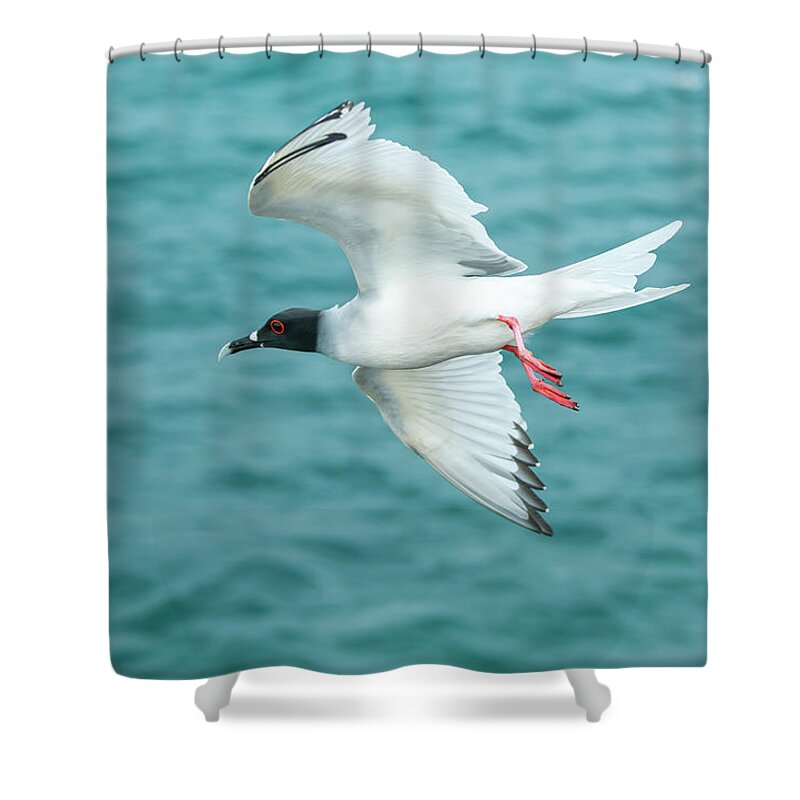 Animals Shower Curtain featuring the photograph Swallow-tailed Flying Off Plazas Island by Tui De Roy