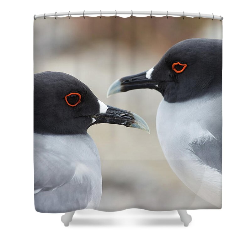 Animal Themes Shower Curtain featuring the photograph Swallow-tailed Gull Pair by Brendan Van Son
