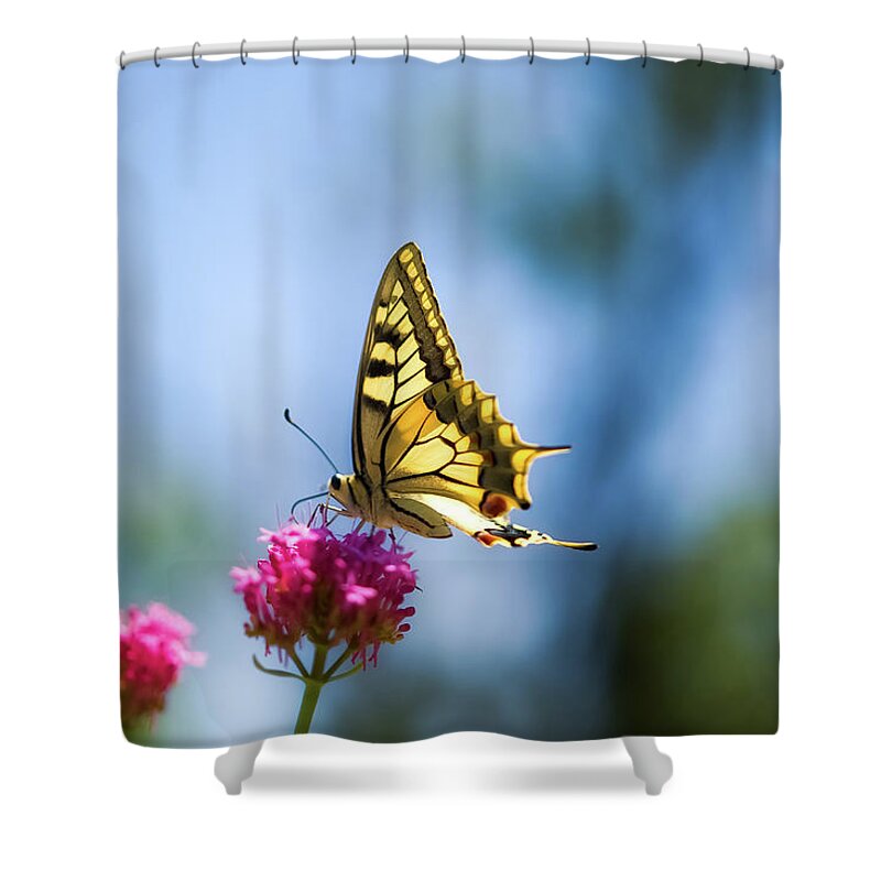 Insect Shower Curtain featuring the photograph Swallowtail Butterfly On Pink Flower by Alexandre Fp