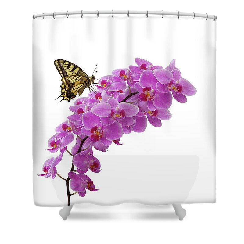 White Background Shower Curtain featuring the photograph Swallowtail Butterly On Orchid by Photographerolympus