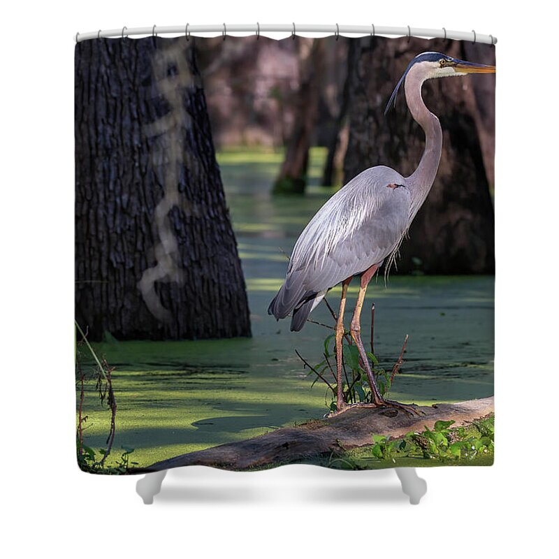 Great Blue Heron Shower Curtain featuring the photograph Swamp Heron by JASawyer Imaging