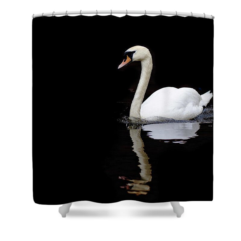 Black Color Shower Curtain featuring the photograph Swan Swimming In Lake by Alexturton