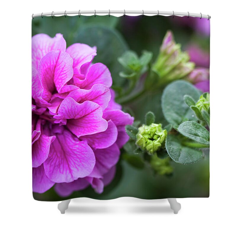 Ruffles Shower Curtain featuring the photograph Sweet Hot Pink Petunia Blossom by Kathy Clark