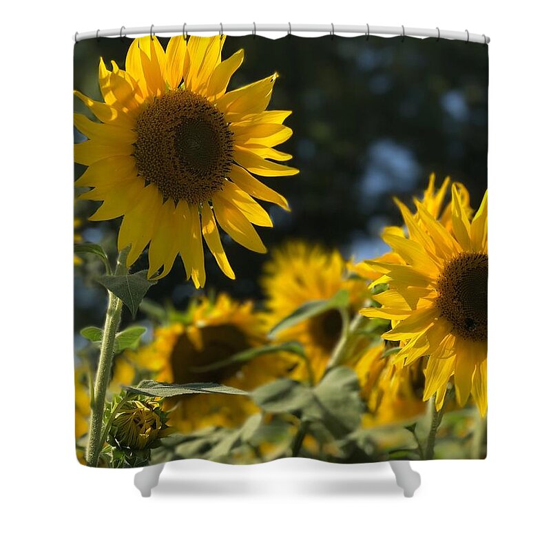 Sunflowers Shower Curtain featuring the photograph Sweet Sunflowers by Lora J Wilson