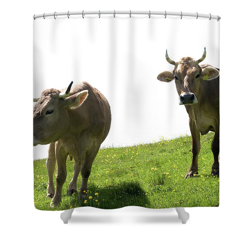 Horned Shower Curtain featuring the photograph Swiss Cattle by Assalve