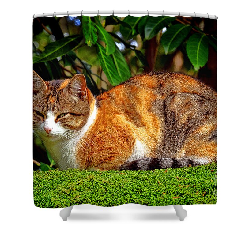 Tabby Shower Curtain featuring the photograph Tabby by Olivier Le Queinec