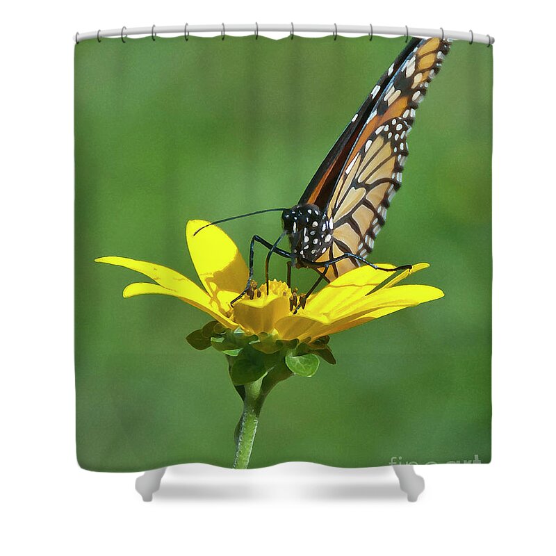 Butterfly Shower Curtain featuring the photograph Taking A Break by Billy Knight