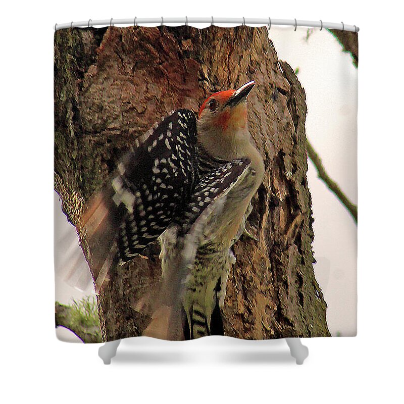 Woodpecker Shower Curtain featuring the photograph Taking Off by Michael Allard