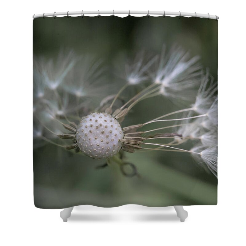 Dandelion Shower Curtain featuring the photograph That's Just Dandy by Dusty Wynne