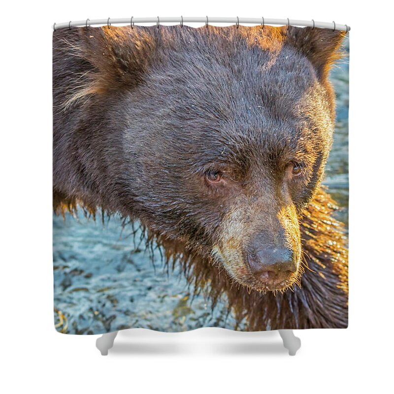 California Shower Curtain featuring the photograph Taylor Creek Bear at Sunset by Marc Crumpler