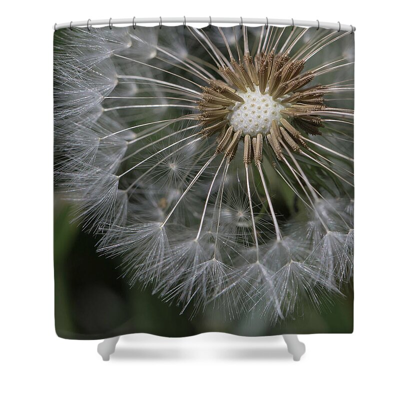 Dandelion Shower Curtain featuring the photograph That's Just Dandy 4 by Dusty Wynne