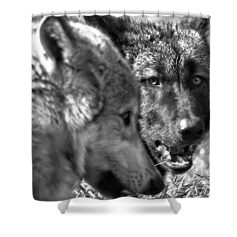 Wolf Shower Curtain featuring the photograph That's My Bone Black And White by Adam Jewell