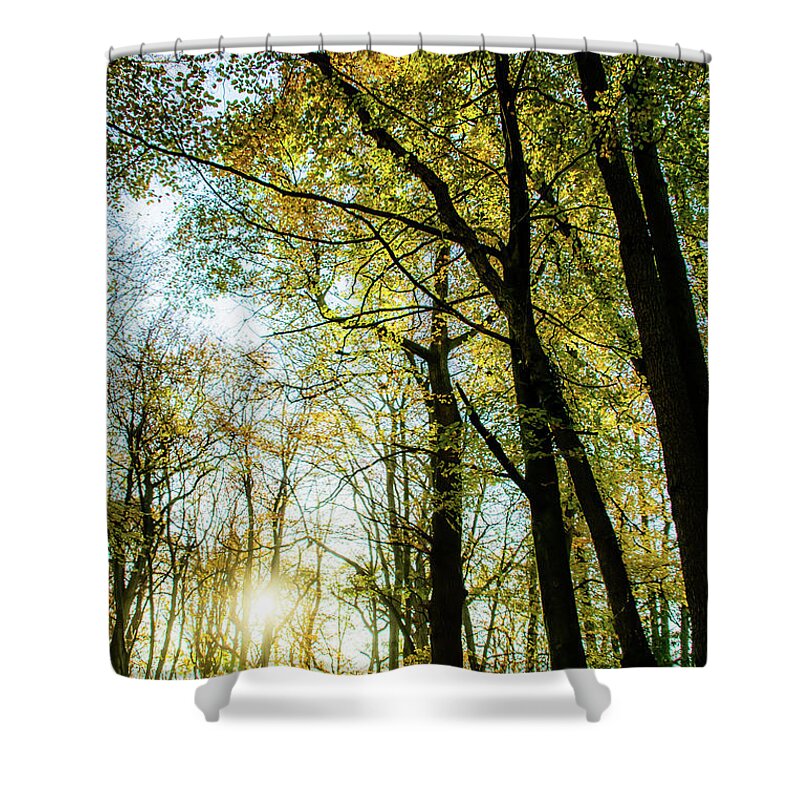 Tree Shower Curtain featuring the photograph The Captivating Forest by Christopher Maxum