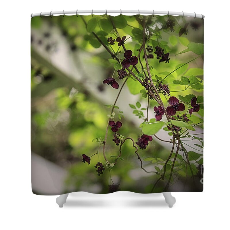 Nature Connections Shower Curtain featuring the photograph The Chocolate Vine Connection by Mary Lou Chmura