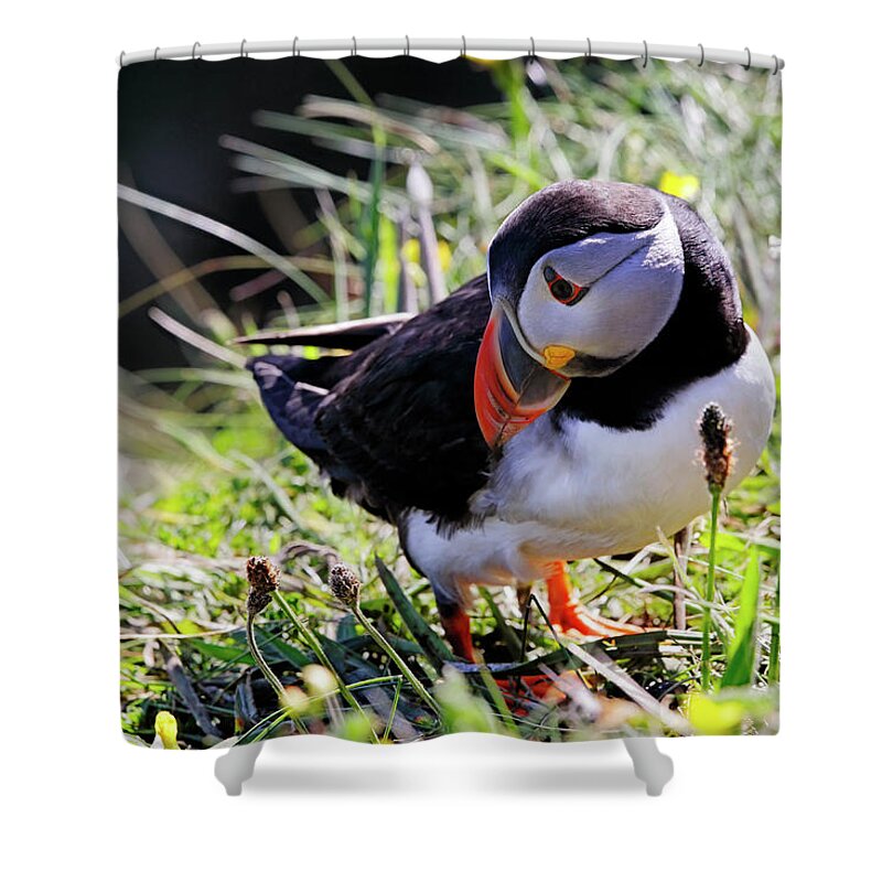 Puffin Shower Curtain featuring the photograph The Curious Puffin - Staffa - Scotland by Jason Politte