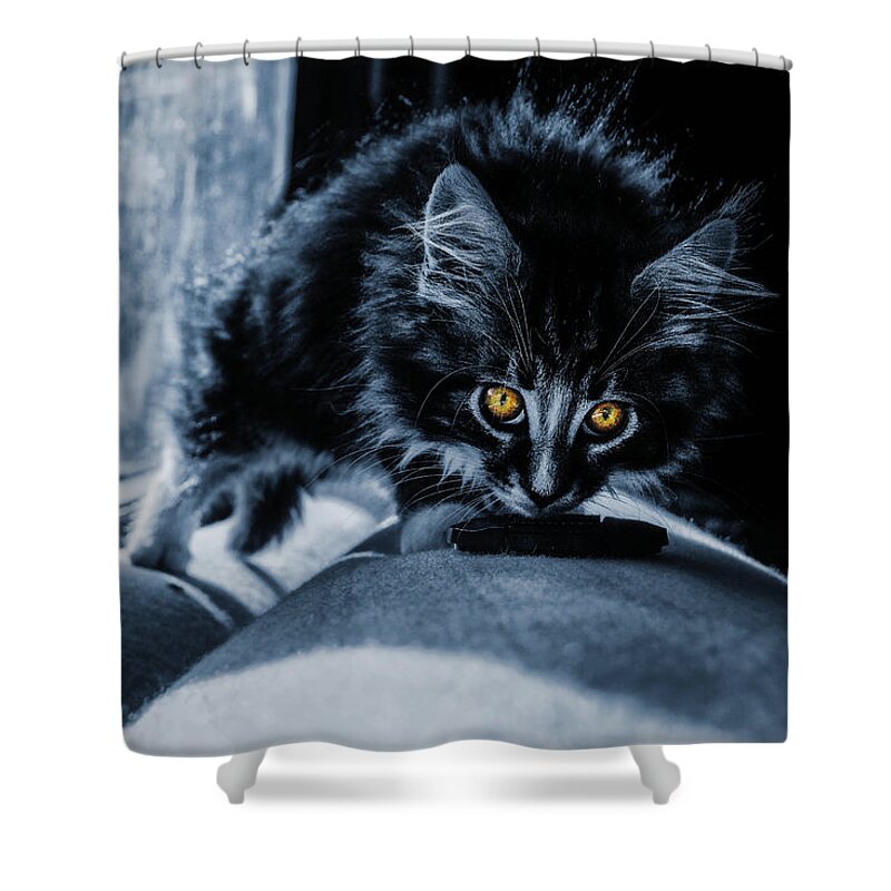 Cat Shower Curtain featuring the photograph The Explorer by Jaroslav Buna