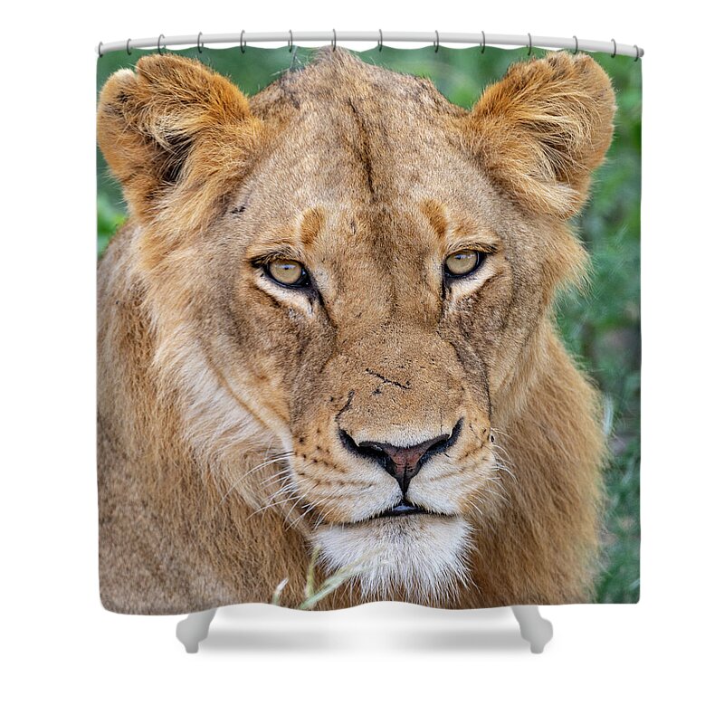 Lion Shower Curtain featuring the photograph The Face of Experience by Mark Hunter