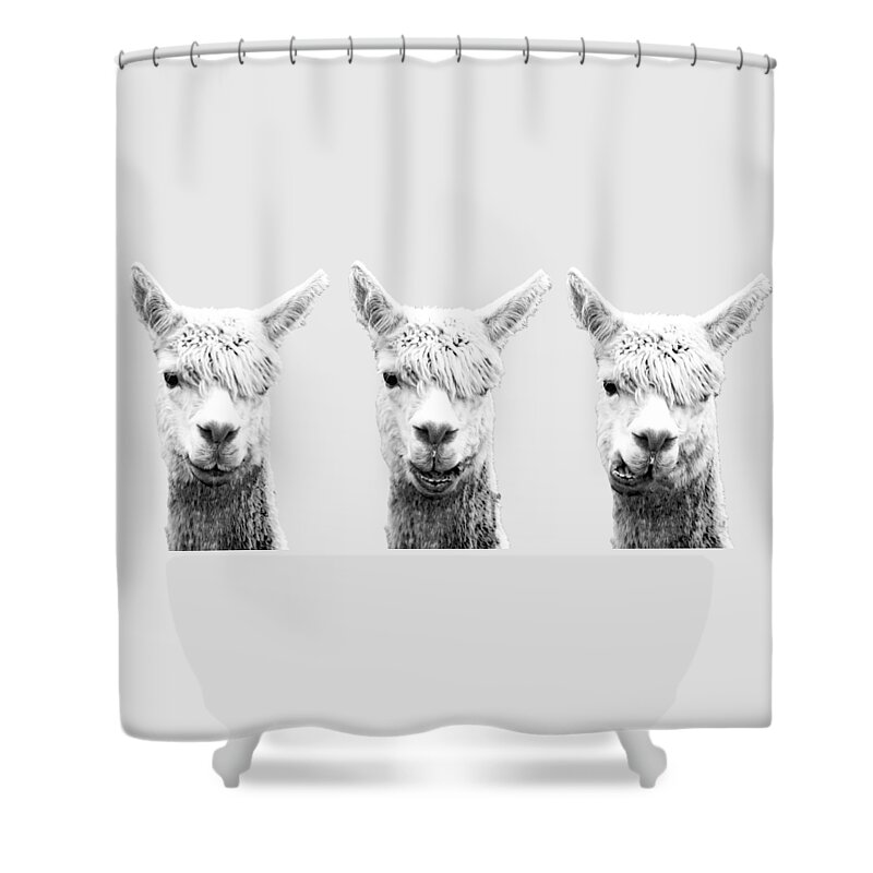 Alpaca Shower Curtain featuring the photograph The faces of Alpaca by Jonny D