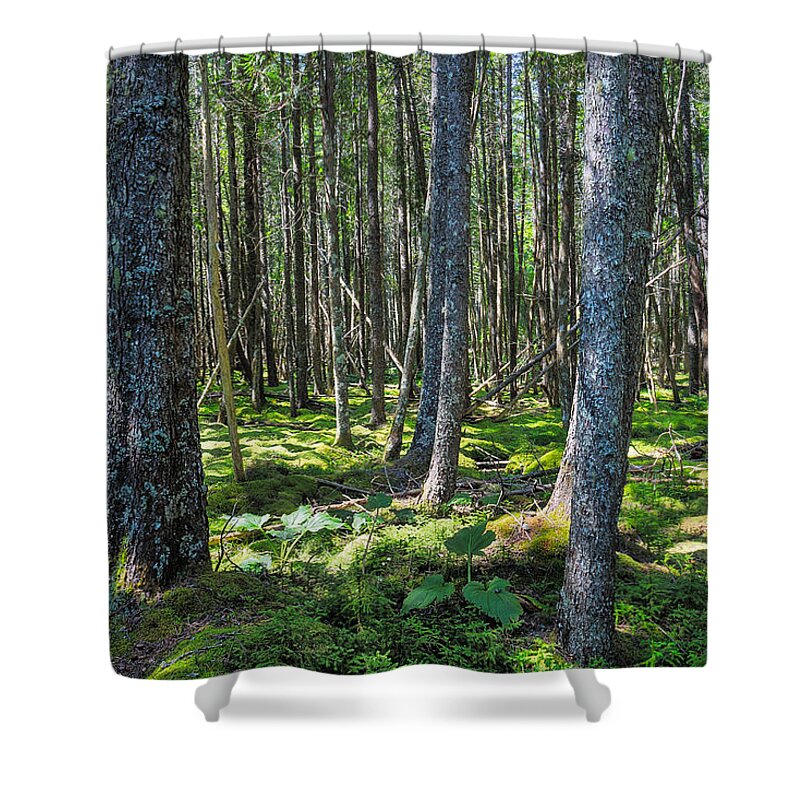 Forest Shower Curtain featuring the photograph The Glen at Whitlers Cove by Mike Mcquade