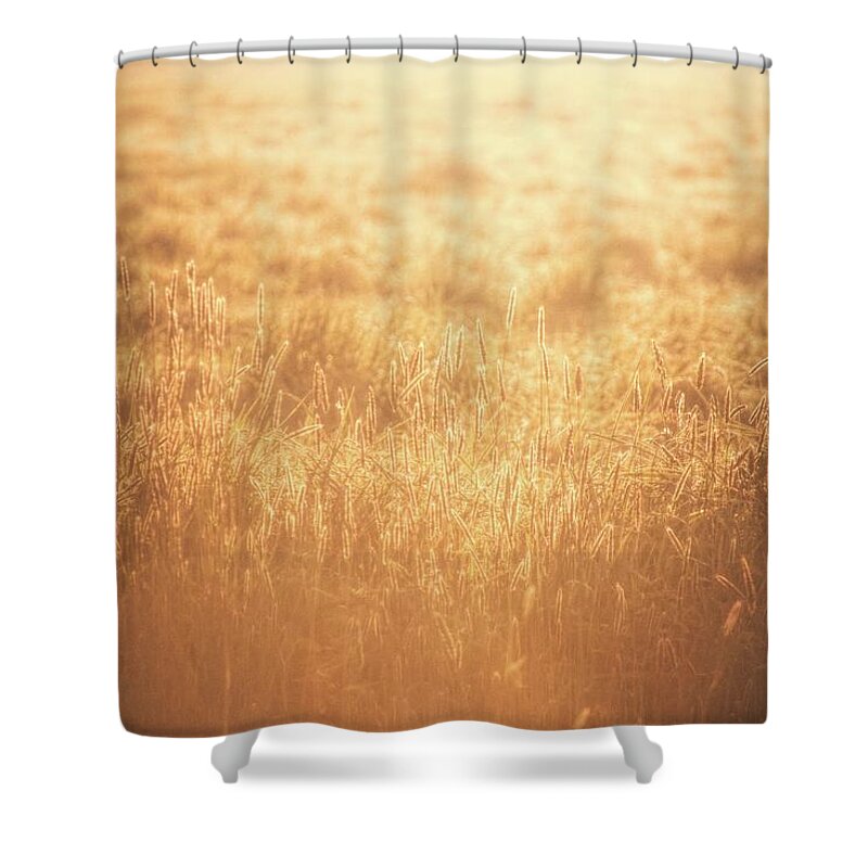 Land Shower Curtain featuring the photograph The Golden Morning by Jaroslav Buna