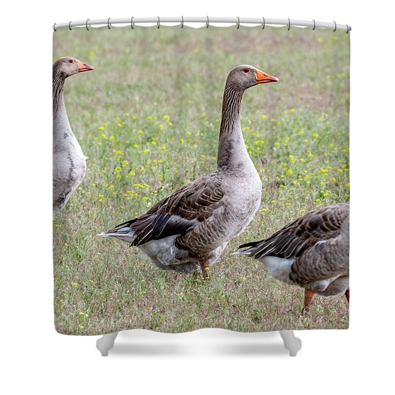 Domestic Gray Goose Shower Curtain featuring the photograph The Goose Squad Quad by Marcy Wielfaert