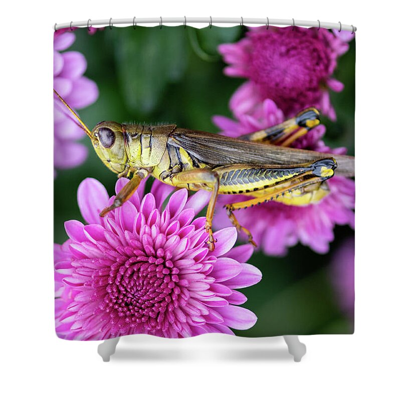 The Grasshopper And The Mums Shower Curtain featuring the photograph The Grasshopper and the Mums by Todd Henson