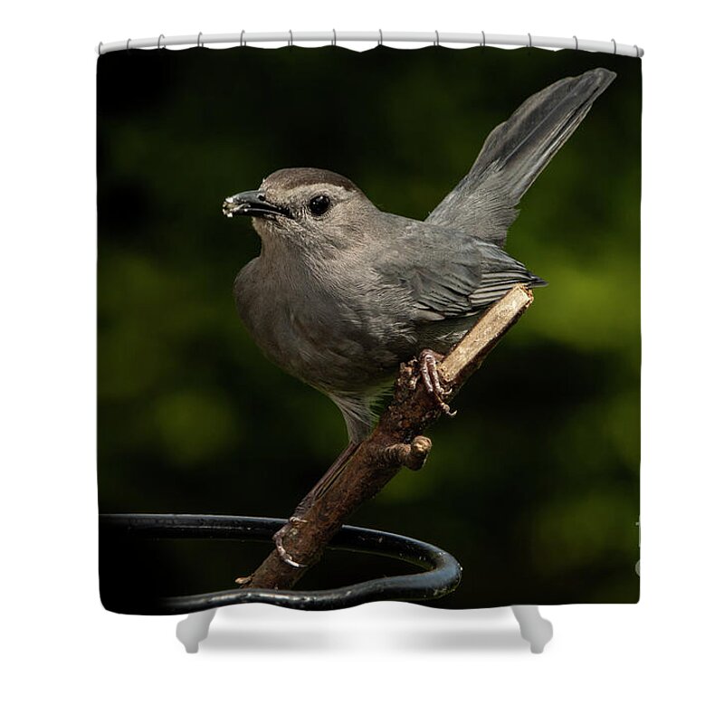 Songbird Shower Curtain featuring the photograph The Gray Cat Bird by Sandra J's