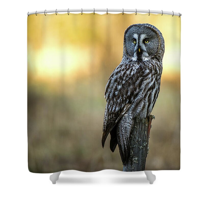 Great Grey Perching Shower Curtain featuring the photograph The Great Gray Owl in the morning by Torbjorn Swenelius