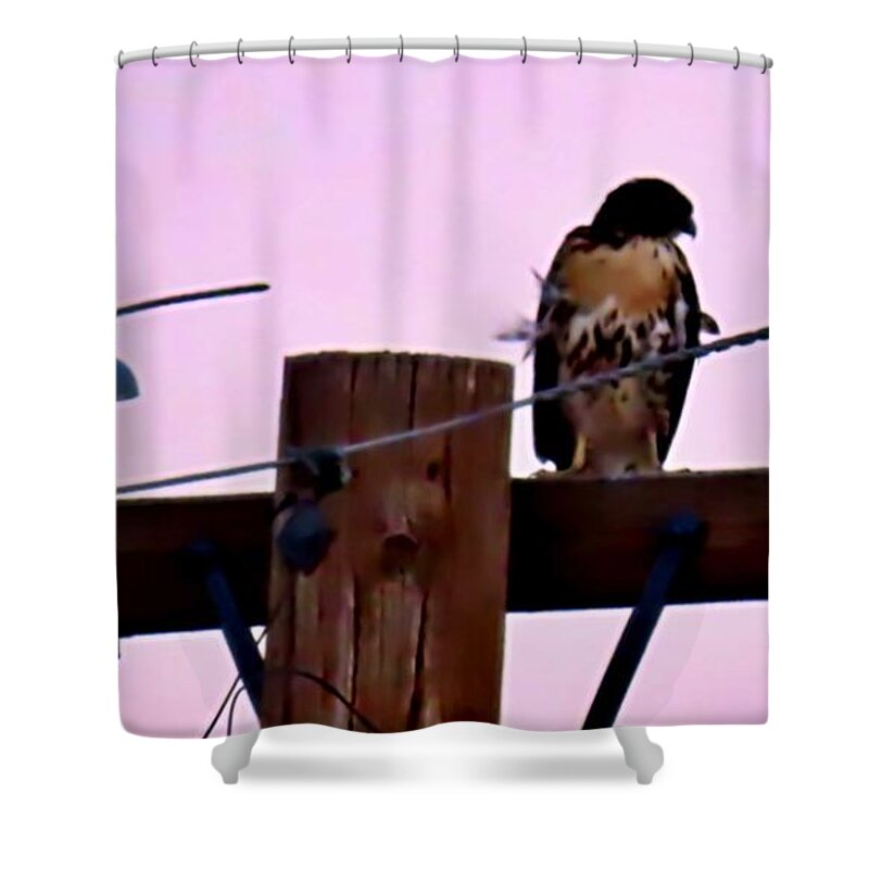 Affordable Shower Curtain featuring the photograph The Hawk and the Dove After Sundown by Judy Kennedy
