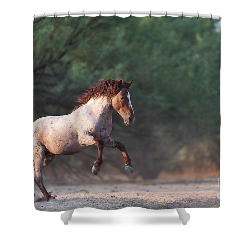 Salt River Wild Horse Shower Curtain featuring the photograph The Jump by Shannon Hastings