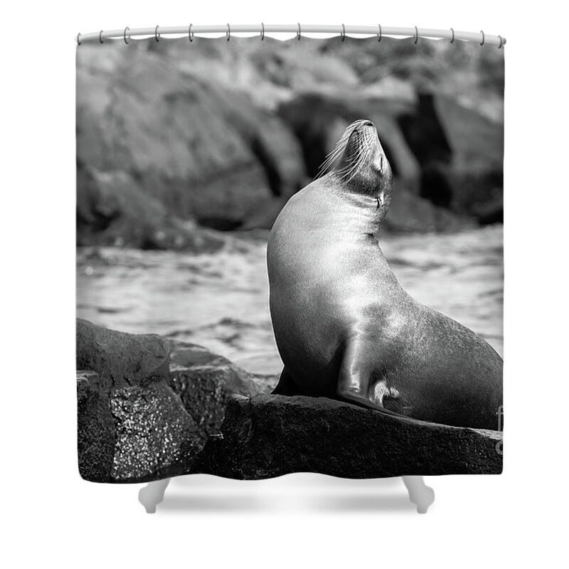 Sea Lion Shower Curtain featuring the photograph The King by Becqi Sherman