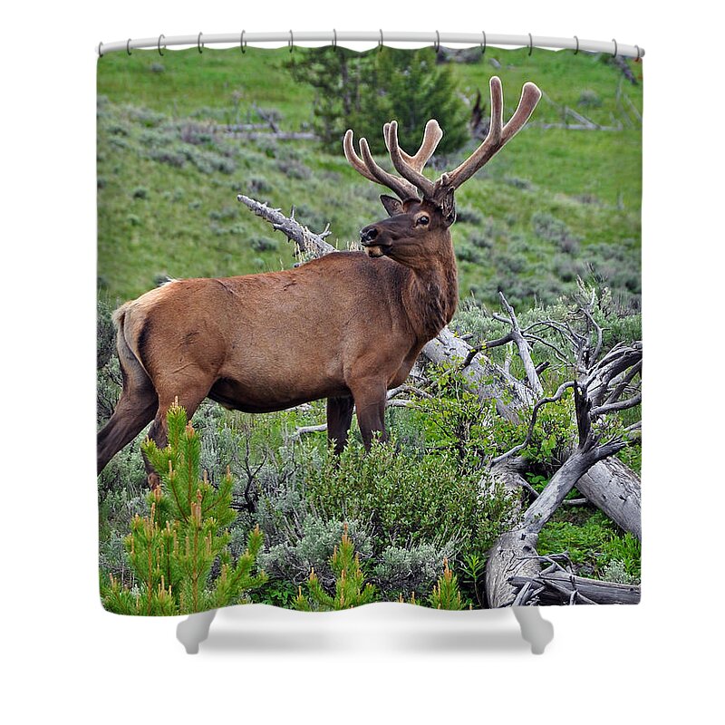 Yellowstone Shower Curtain featuring the photograph The King by Randall Dill