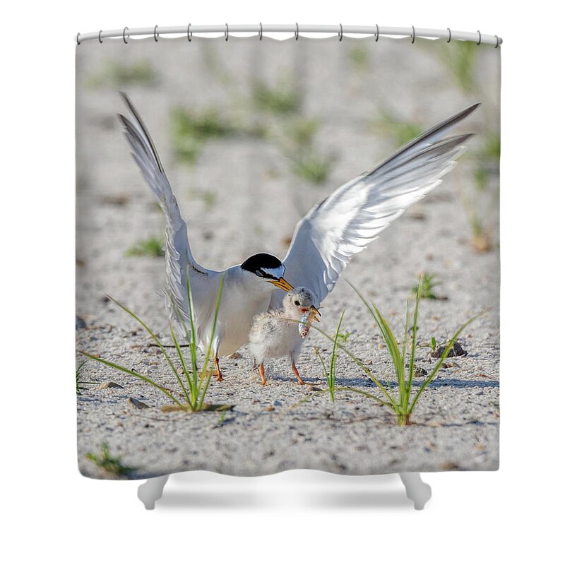 Bird Shower Curtain featuring the photograph The Littlest Thief 2 by Susan Rissi Tregoning