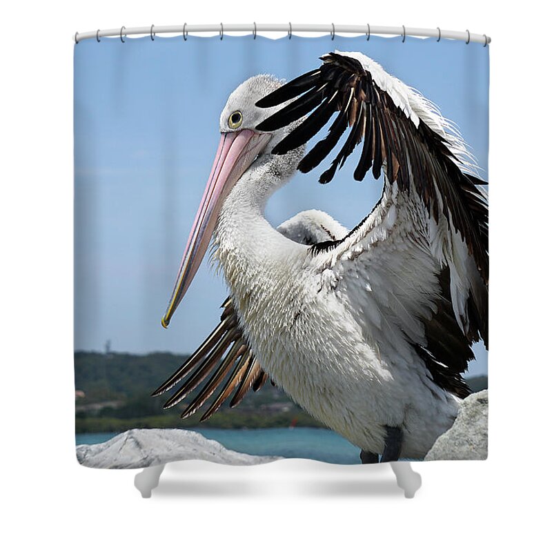 Pelicans Australia  Shower Curtain featuring the digital art The love of pelicans 02 by Kevin Chippindall