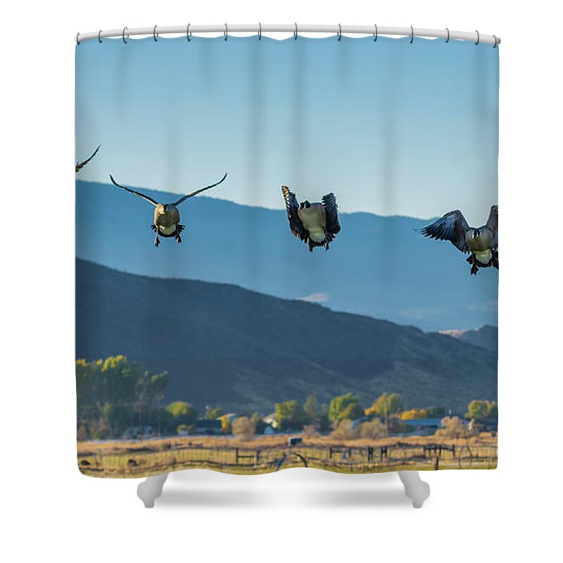 Geese Shower Curtain featuring the photograph The Magnificent Seven by Rick Mosher