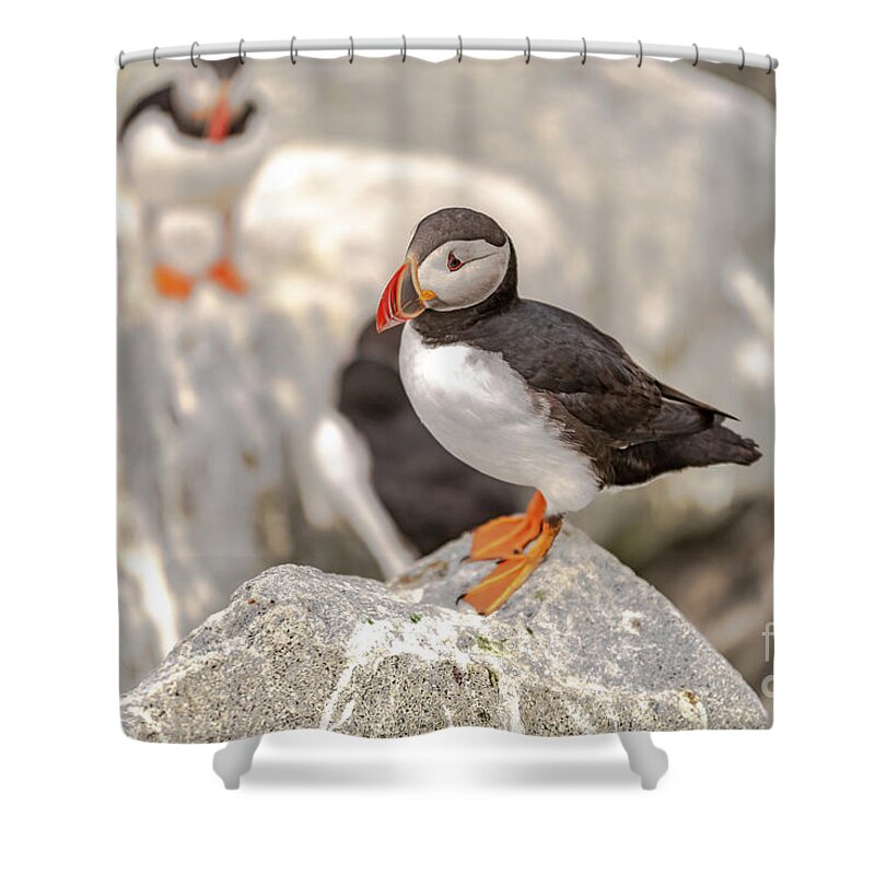 7-22-18 Shower Curtain featuring the photograph The Puffin Prince by Beverly Tabet