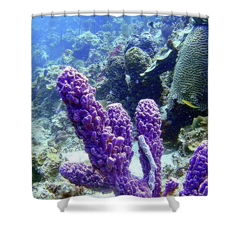 Sponge Shower Curtain featuring the photograph The Purple Sponge by Climate Change VI - Sales