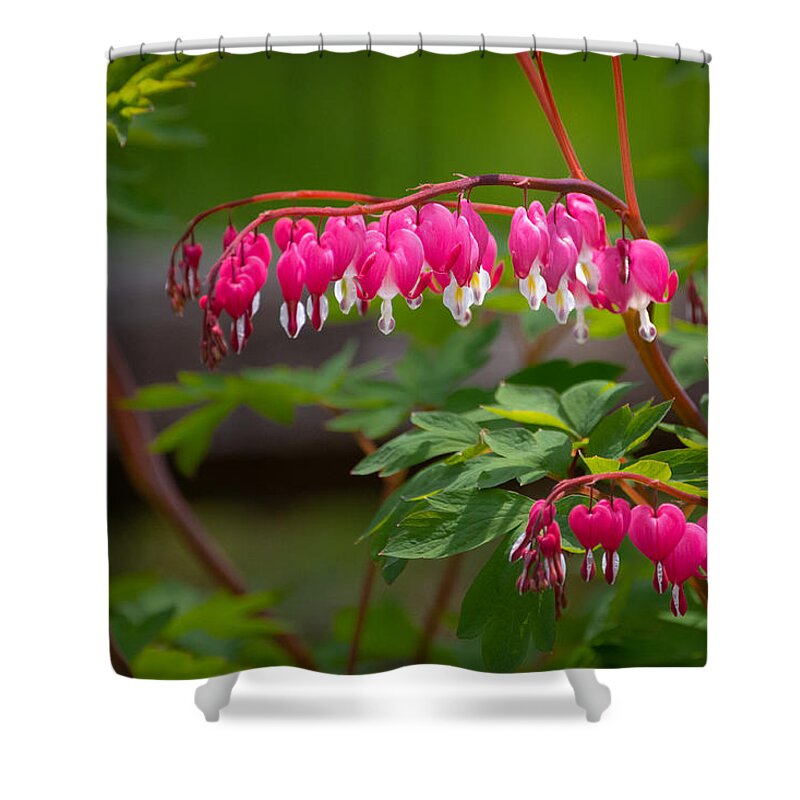 Bleeding Heart Shower Curtain featuring the photograph The Queen of Hearts by Linda Bonaccorsi