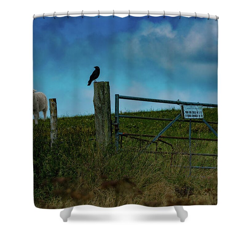 Sheep Shower Curtain featuring the photograph The Sheep That Hates Dogs by Chris Lord