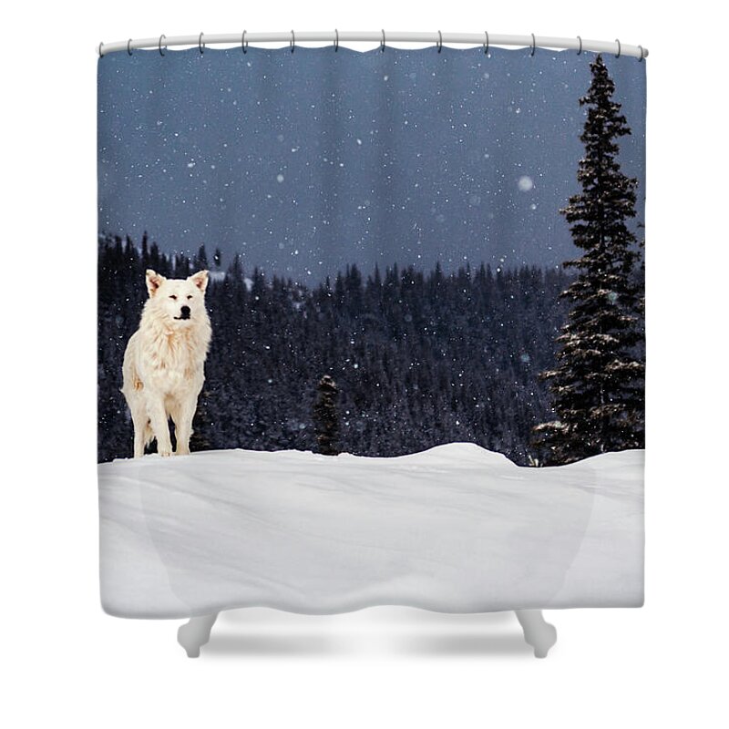 Animals Shower Curtain featuring the photograph The Wolf by Evgeni Dinev