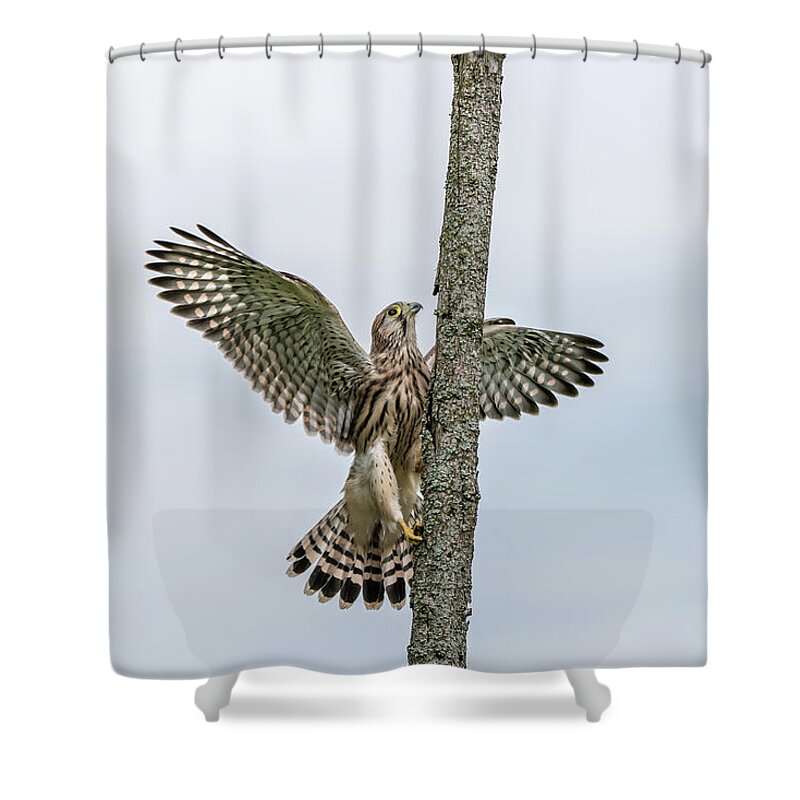 Kestrel Shower Curtain featuring the photograph The young Kestrel climb a wooden fence pole by Torbjorn Swenelius