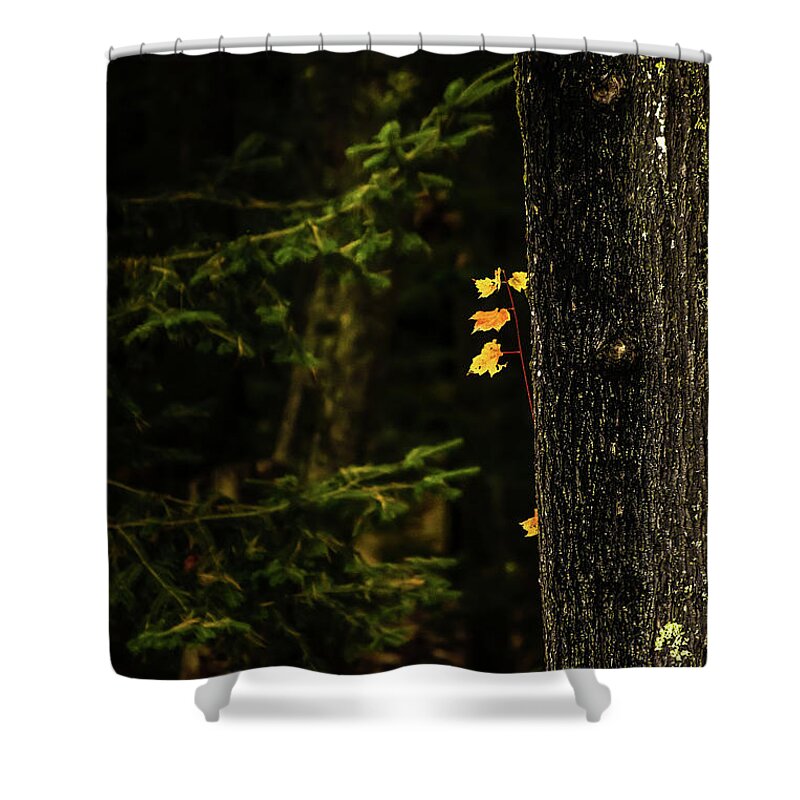 Autumn Shower Curtain featuring the photograph This Little Light of Mine by Elizabeth Dow