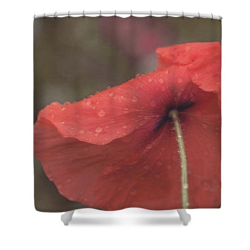  Shower Curtain featuring the photograph This Poppy Loves You by The Art Of Marilyn Ridoutt-Greene