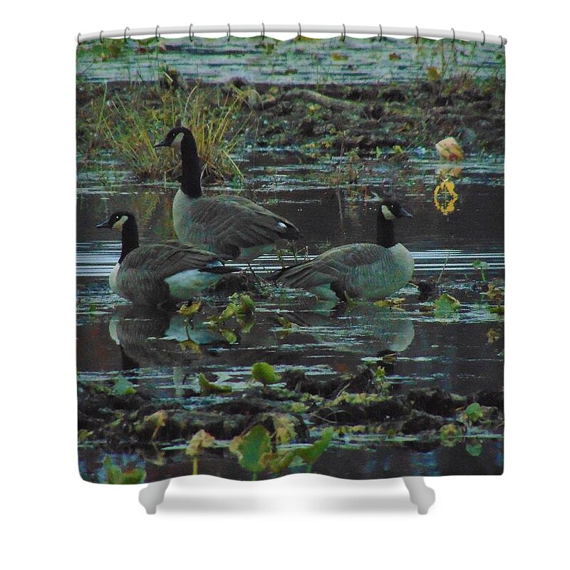 Ducks Shower Curtain featuring the photograph Three Ducks Resting by Antonio Moore