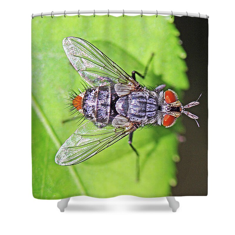 Insects;horizontal;macro;jenniferrobin.gallery Shower Curtain featuring the photograph Three Eyed Fly by Jennifer Robin