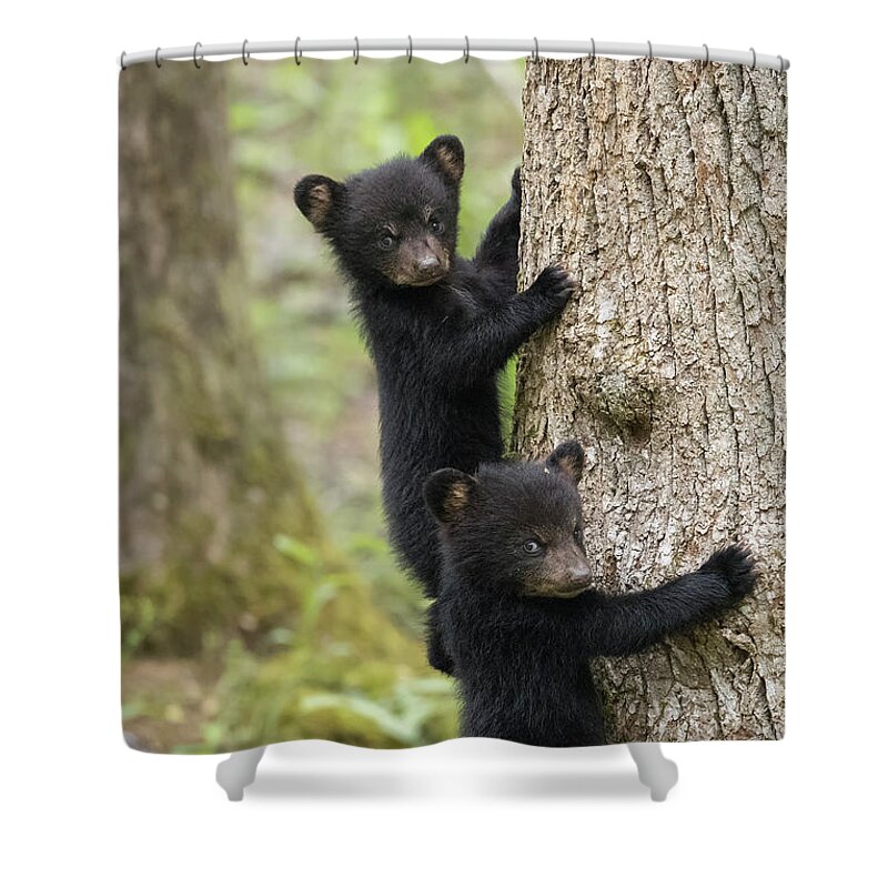 Bear Shower Curtain featuring the photograph Three Little Bears by Everet Regal